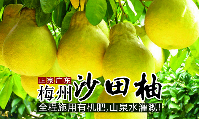 正宗广东梅州沙田柚 全程施用有机肥  山泉水灌溉