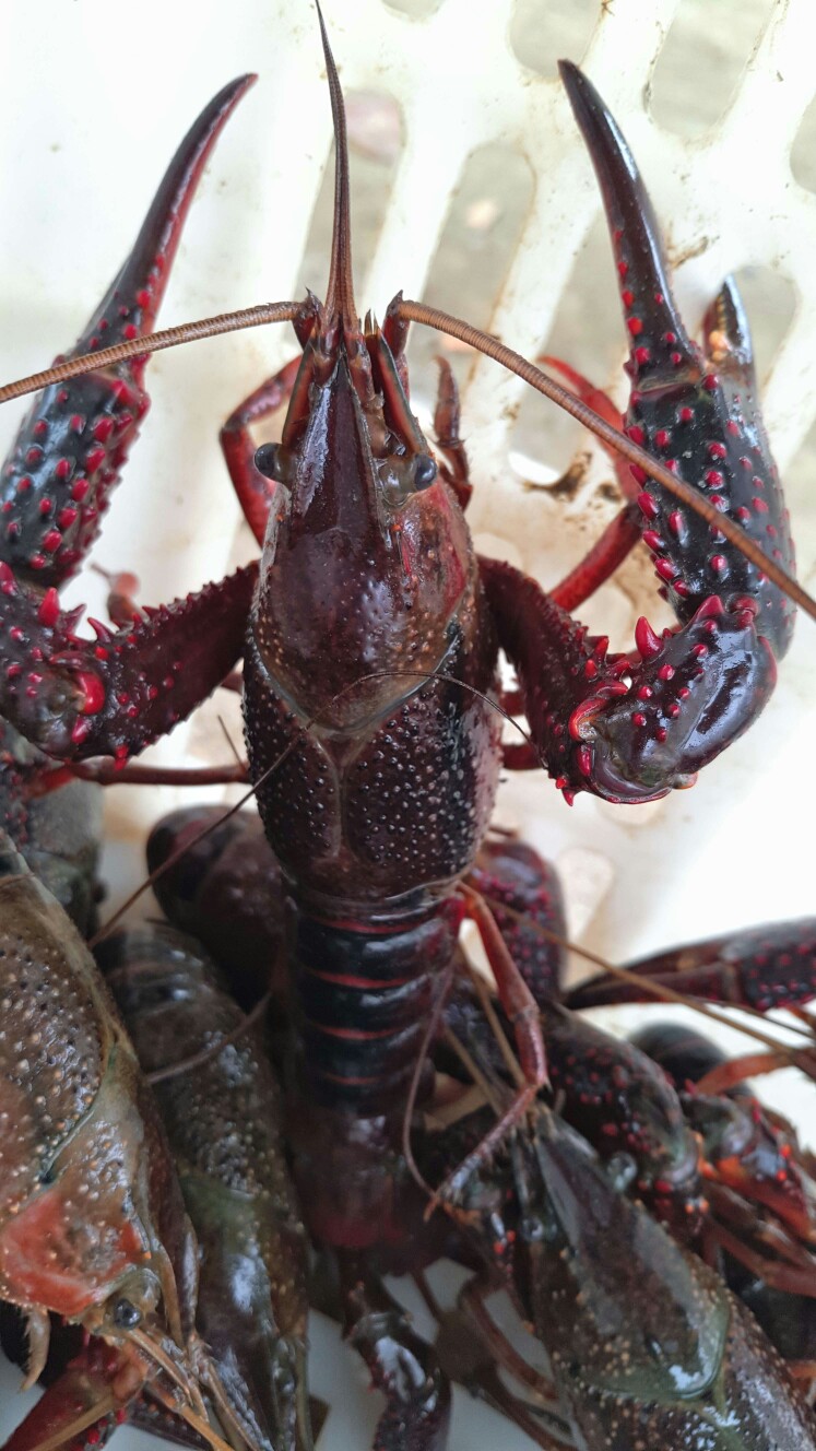 克氏原螯虾的形态特征图片