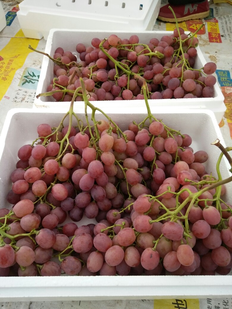 [红提批发]红提葡萄价格55元/斤 