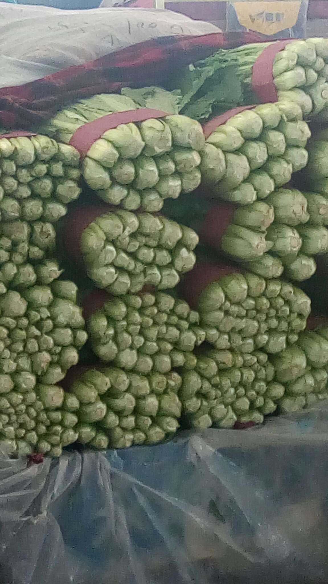 无筋小白菜 8公分以下