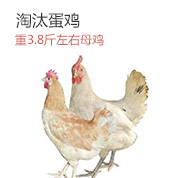 淘汰鸡 3-4斤 母