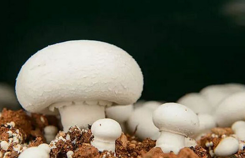 双孢菇变质图片图片