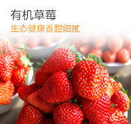 有机草莓 50克以上 有机草莓云南批发销售草莓