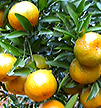 产业化发展提升岳池柑橘价格竞争力
