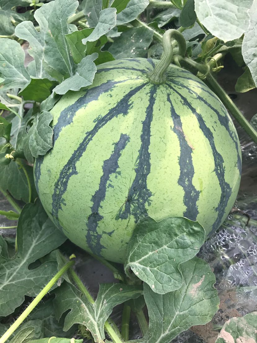 四川省德阳市中江县8424西瓜 2茬 9成熟 8斤打底