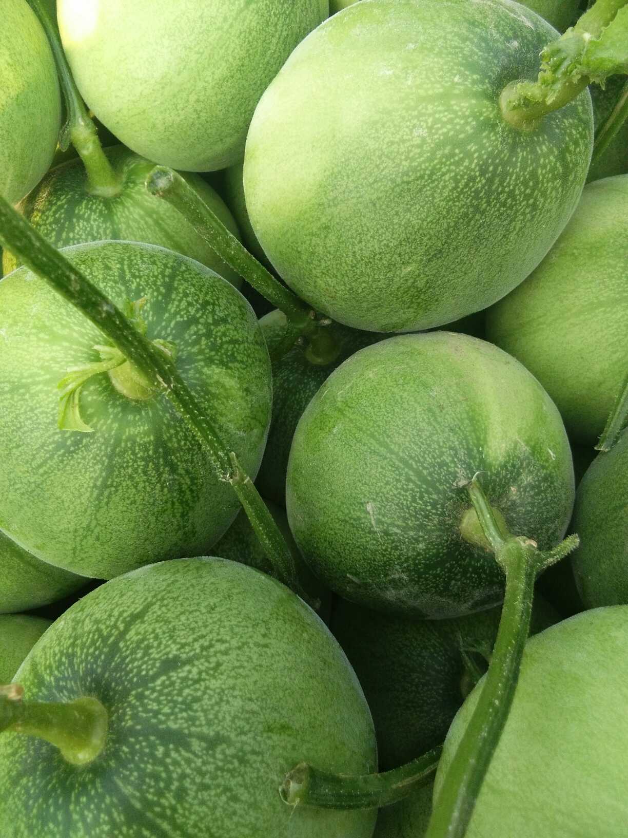 绿宝甜瓜 0.5斤以上