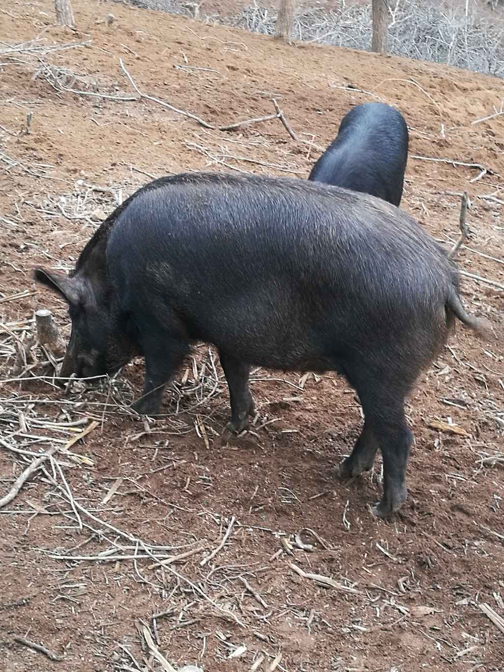 辽宁山林黑猪