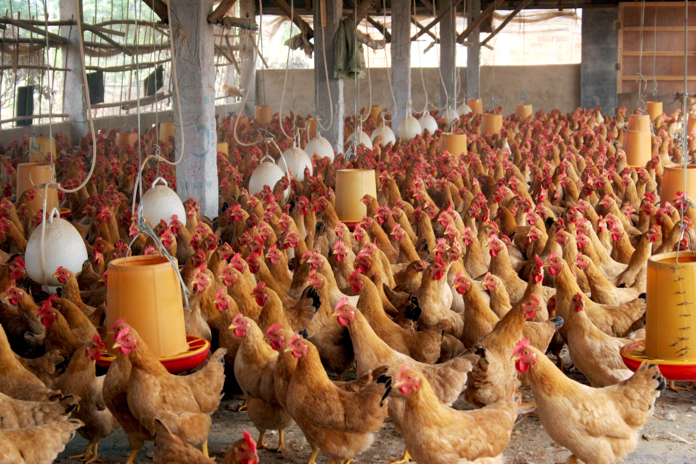维持正常体温消耗的饲料增加,使母鸡下蛋或停止因此,冬季养鸡要注意