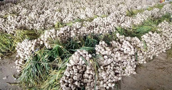 大蒜貯藏技術(shù)與方法