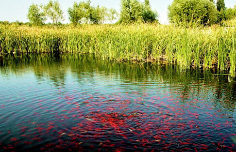 如何掌控夏季高產(chǎn)魚塘養(yǎng)殖水質(zhì)