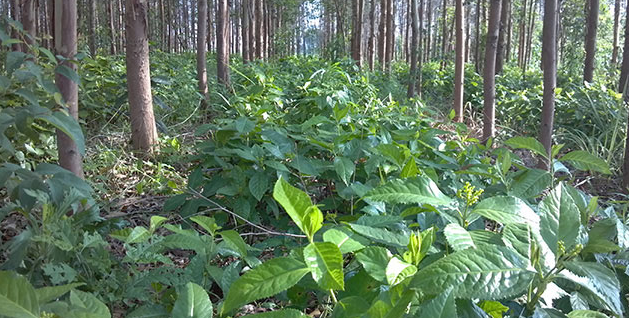 推荐几个常见的适宜林下种植的药材品种