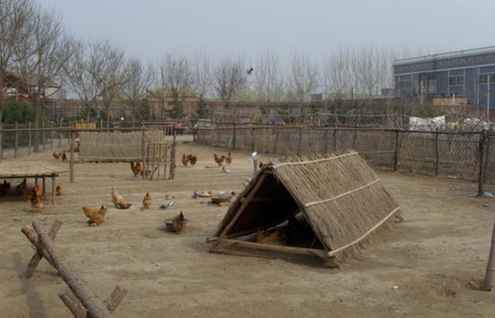 鸡舍怎么搭建最好