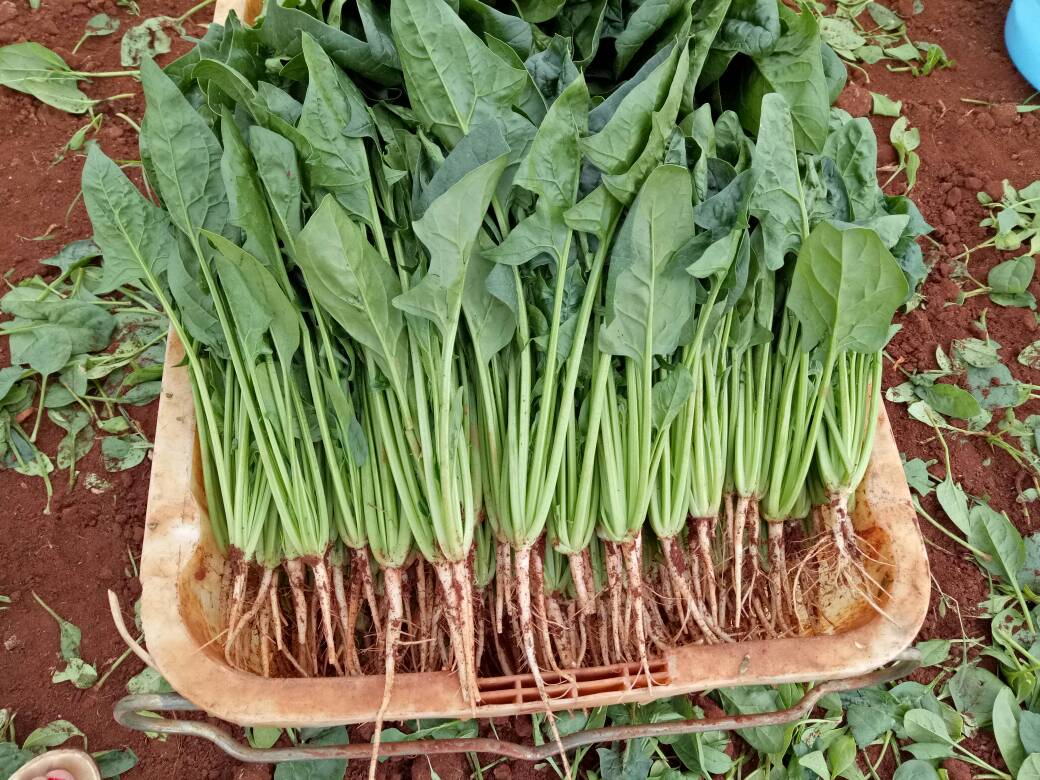 柬埔寨菠菜图片