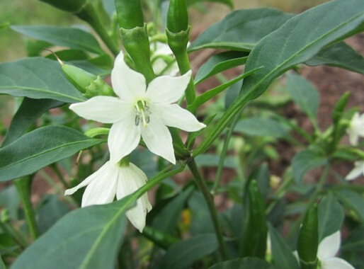 你真的知道辣椒花果期怎么管理吗?