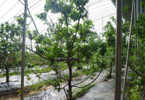 大棚櫻桃夏季肥水管理
