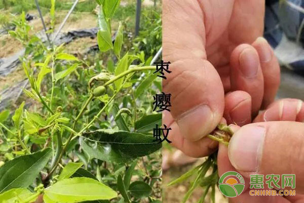 酥脆棗膨大期、著色期該怎么管理