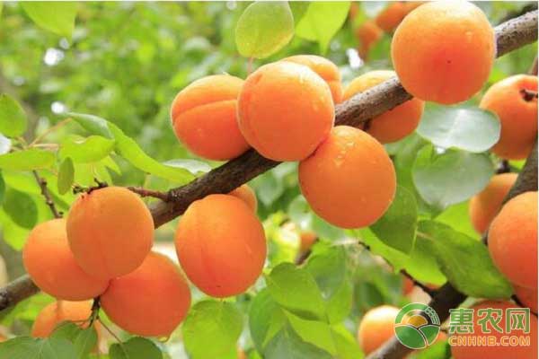黃桃種植<a href='http://www.indianredcrossassam.org/t/31411.html' class='j-href' target='_blank'><span style='color:#FF8001'>栽培技術</span></a>之定植技術