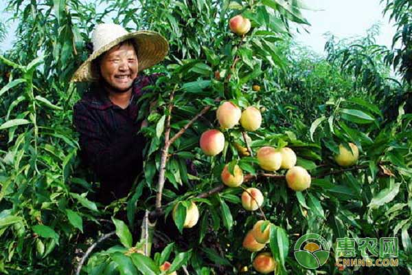 黃桃種植栽培技術之苗木選擇