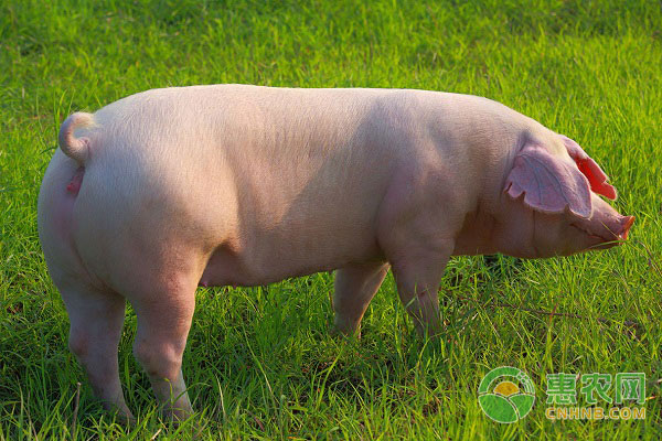養(yǎng)豬人要怎么樣來調(diào)控母豬的飼養(yǎng)過程