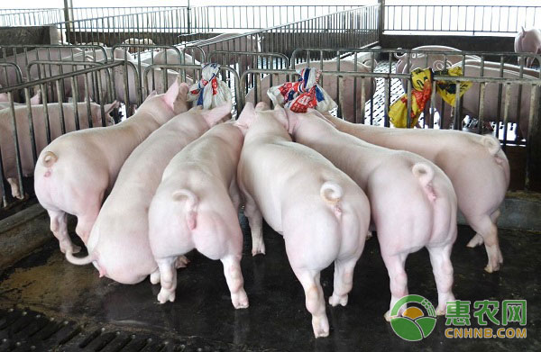 產(chǎn)后母豬的哺乳期營養(yǎng)調(diào)控