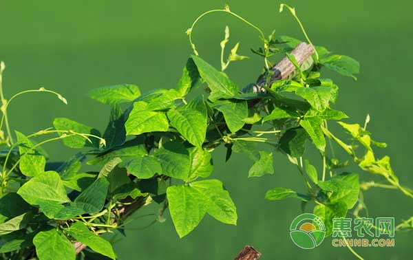 种植豆角想高产？豆角播种施肥管理不可少