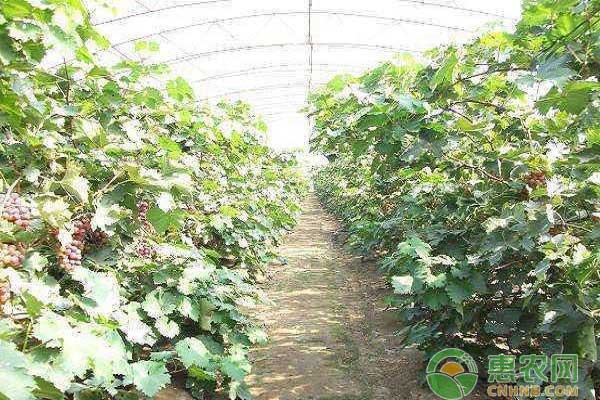 北方地區(qū)冷棚葡萄高產(chǎn)種植技術(shù)之整形修剪