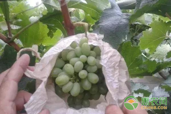 克瑞森葡萄著色期如何進(jìn)行管理？