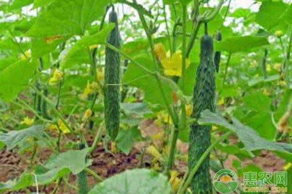 黄瓜种植起霜原因