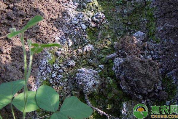 黄瓜种植土壤盐渍化 