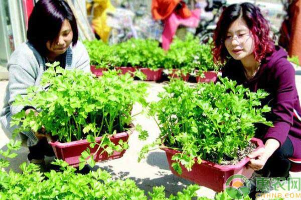 迷你黃瓜無土栽培