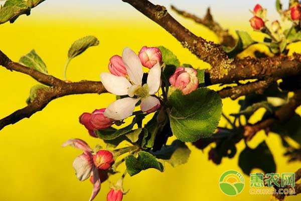 蘋果腐爛病防治的技術(shù)要點(diǎn)之鏟除菌源