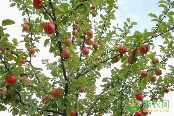 蘋果腐爛病防治的技術(shù)要點(diǎn)之保護(hù)剪鋸口傷口