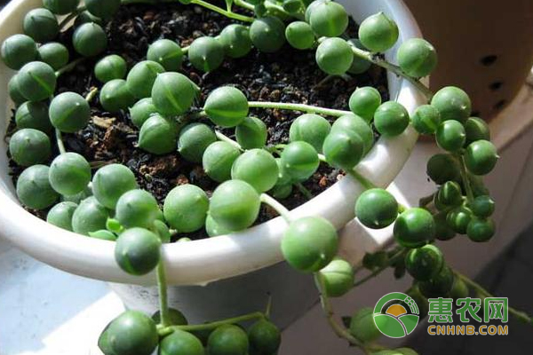 珍珠吊兰的繁殖方法及种植方法大全
