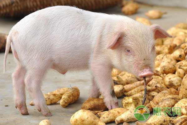想要豬長得快，飼料喂養(yǎng)大有學(xué)問