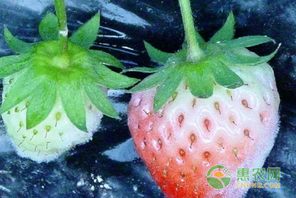 草莓灰霉病