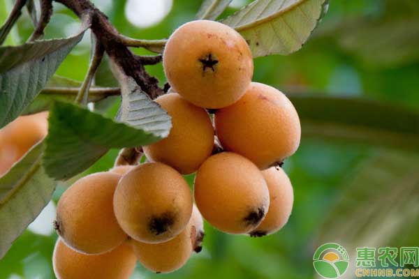 夏季果樹葉面噴施農(nóng)藥技術(shù)