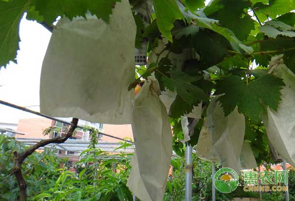 降雨天氣是葡萄減產(chǎn)怎么辦？八大措施幫助葡萄避雨