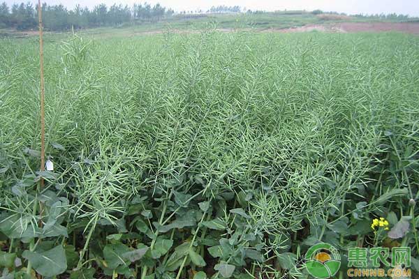  油蔬兩用栽培技術(shù)正在推廣期