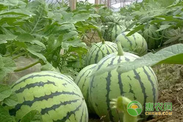 西瓜“不長個”的7大原因分析