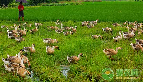 在高溫的夏季如何高效養(yǎng)殖肉鵝？