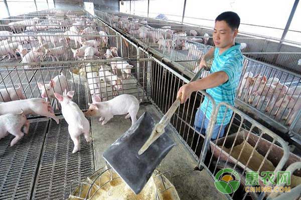 仔豬斷奶技巧之逐漸減少哺乳次數(shù)