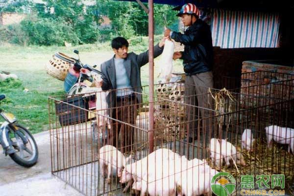 仔豬斷奶技巧之飼養(yǎng)管理的過渡 