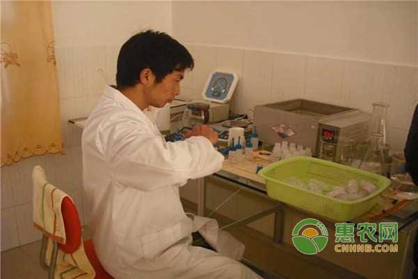 母豬深輸精注意事項(xiàng)之配種后不要拍打母豬臀部 