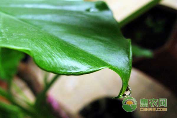滴水观音种植技巧之择土病虫防治