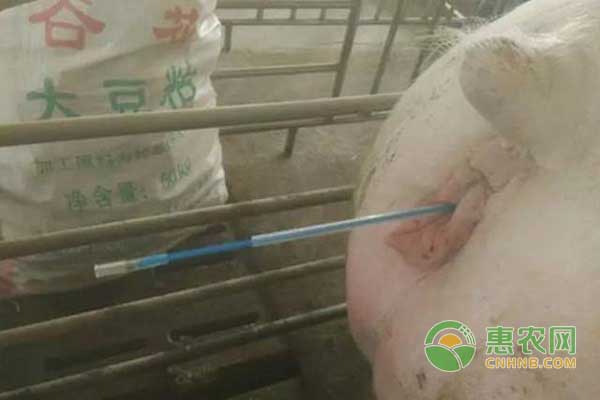 養(yǎng)豬技巧之母豬深輸精注意事項(xiàng)