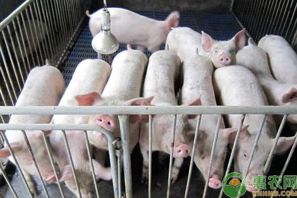 豬患異食癖防治方法