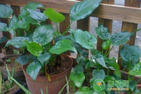滴水观音种植技巧之择土