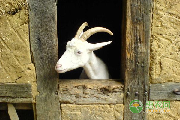 羊的飼養(yǎng)管理以及預(yù)防對(duì)策