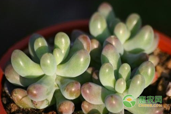 乙女心養(yǎng)殖對(duì)光照的要求