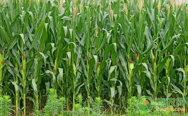 玉米最佳收获期在玉米授粉后45-50天